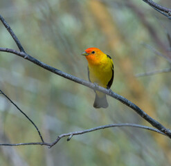 Colorful Western Tanager perched on a tree branch.