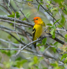 Colorful Western Tanager perched on a tree branch.