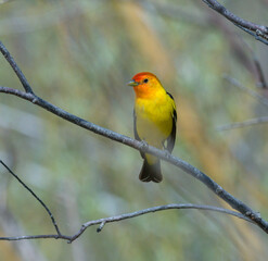 Colorful Western Tanager perched on a tree branch.