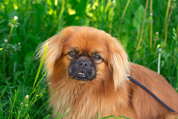 Fototapeta premium Pekingese dog reddish over grass background in summer time