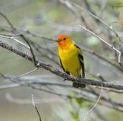 Colorful Western Tanager perched on a tree branch.