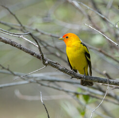 Colorful Western Tanager perched on a tree branch.