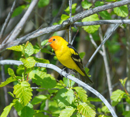 Colorful Western Tanager perched on a tree branch.