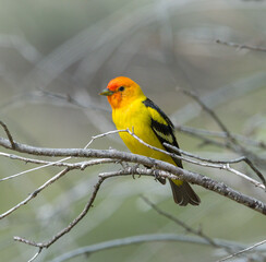 Colorful Western Tanager perched on a tree branch.