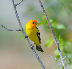 Colorful Western Tanager perched on a tree branch.