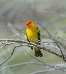 Colorful Western Tanager perched on a tree branch.