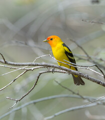 Colorful Western Tanager perched on a tree branch.