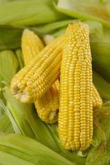 Milho verde recém colhidas em fotos de estudio