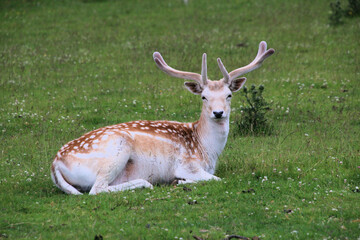 A view of a Fallow Deer in the countryside