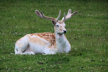 A view of a Fallow Deer in the countryside