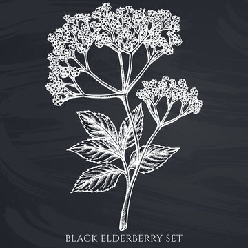 Tea herbs hand drawn vector illustrations collection. Chalk black elderberry.