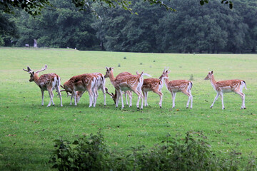 A view of some Fallow Deer