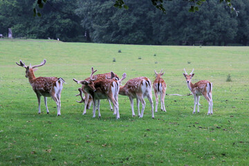 A view of some Fallow Deer