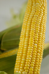 Milho verde recém colhidas em fotos de estudio