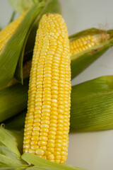 Milho verde recém colhidas em fotos de estudio