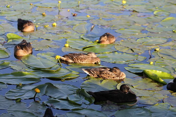 the ducks sleep at night in the water lilies