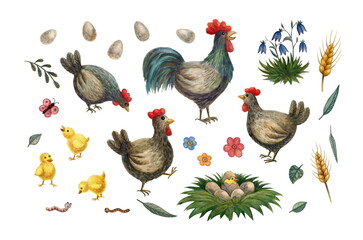 Set of watercolor illustrations, clipart. Chickens and rooster.