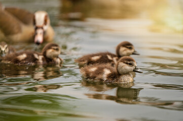 Enten Familie