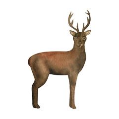 Hand drawn watercolor standing brown deer. Realistic forest animal