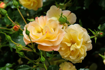 Rose Flower Carpet Amber in flower