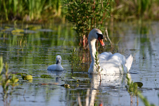 Mute swan swims through marsh with one fluffy cute baby swan