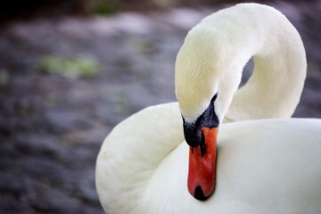 Obraz premium Nahaufnahme Schwanenkopf