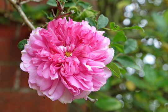 Rosa roxburghii 'plena' in flower