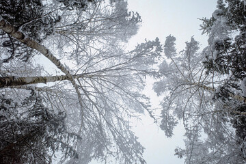 Winter forest landscape in worm's-eye view with frozen iced trees with snow and a circle window...