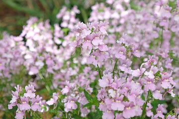 Nemesia denticulata Confetti in flower