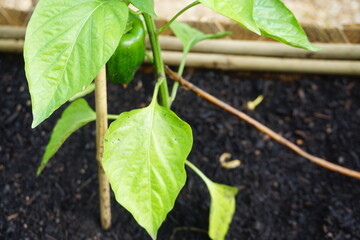 Grüne Bio-Paprikapflanze Holzkastenbeet im Frühling