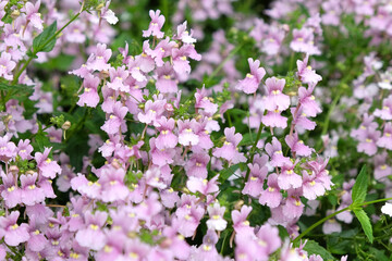 Nemesia denticulata Confetti in flower