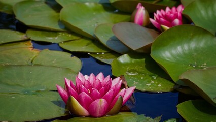 Water Lilies 