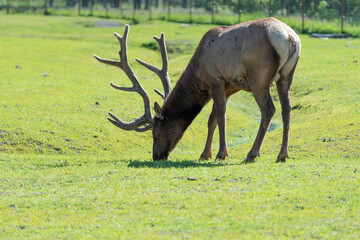 A beautiful elk in an Alaska park