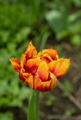 Single bright yellow red tulip on a green stem with partial leaves against a pale natural green background. Colorful tulips in the spring sun. Tulip flower with red yellow petals closeup photo.