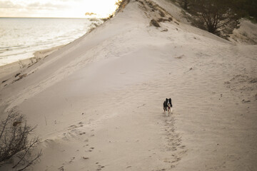 Pies stoi grzecznie na piasku nad morzem polskim