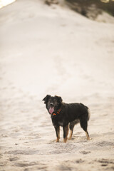 Zdyszany pies nad morzem w poranny dzień