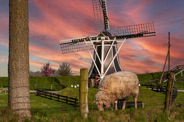 A well fed sheep is grazing in a grass area around a dutch windmill in Hoorn, Netherlands.