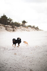 Szczeniak goni się na plaży z drugim dorosłym psem - obrazy, fototapety, plakaty