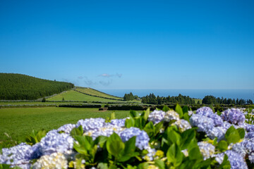 Beautiful green meadow on a blue sky in São Miguel island, Azores, Portugal. Nature amazing Green Landscape of Azores.
