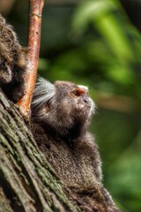 Marmoset