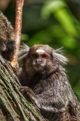 Marmoset
