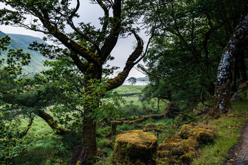 trees in the forest of ireland