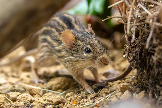 Barbary striped grass mouse - Lemniscomys barbarus