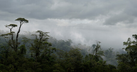 Rain forest and cloud forest