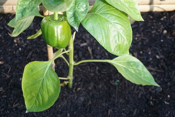 Grüne Paprikapflanze in Hochbeet im Frühling 