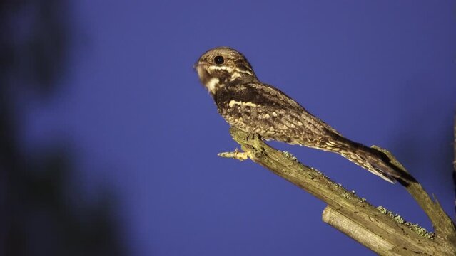 Singing European nightjar, Caprimulgus europaeus, at dusk.
