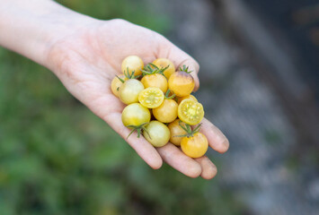 Farmer holds in his hands cherry tomatoes yellow and anthocyanin Amethyst Cream. Organic fresh produce on sale at the local farmers market. Gardening and agriculture concept. Woman farm worker hand