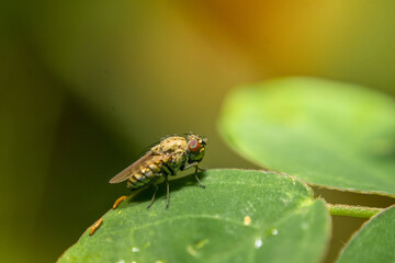 macro of a fly on leaf