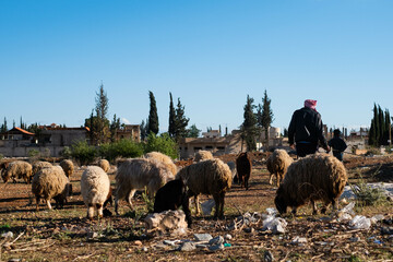 shepherd and sheep herd in rural landscape, Syria