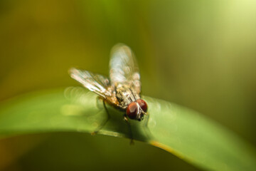 fly on leaf
